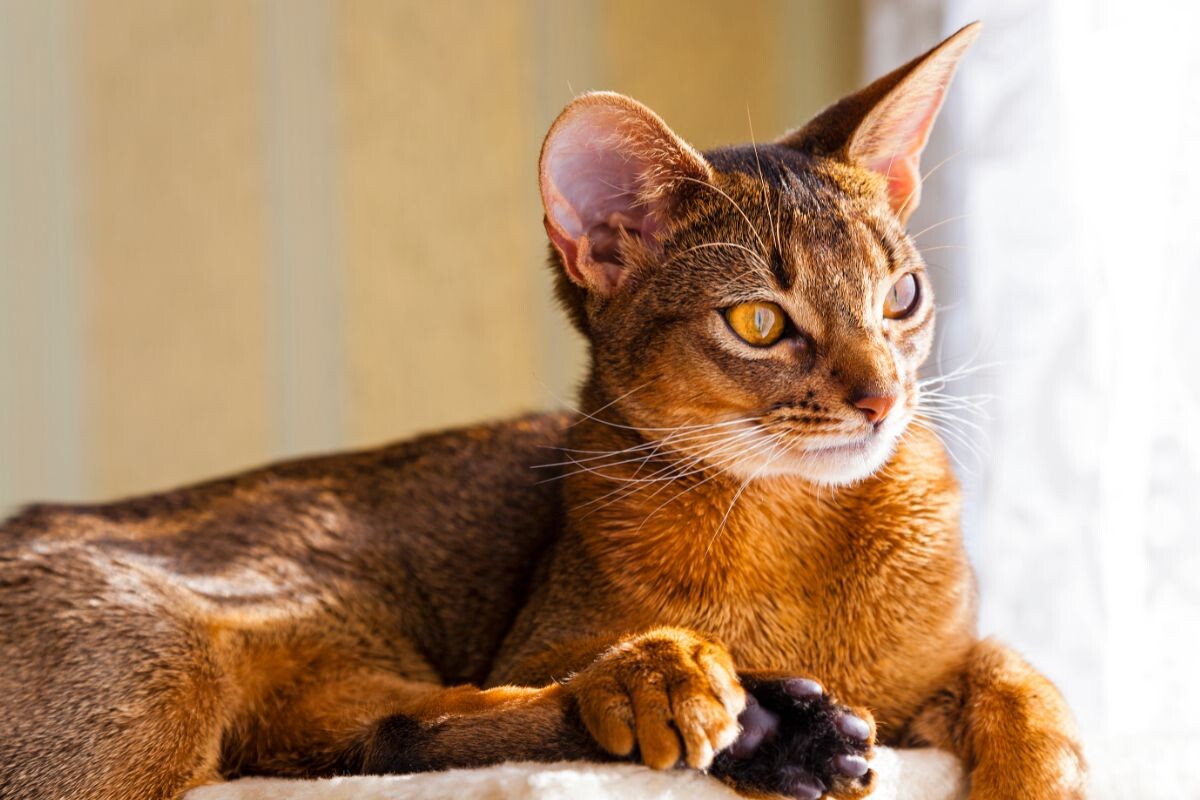 Абиссинский кот 