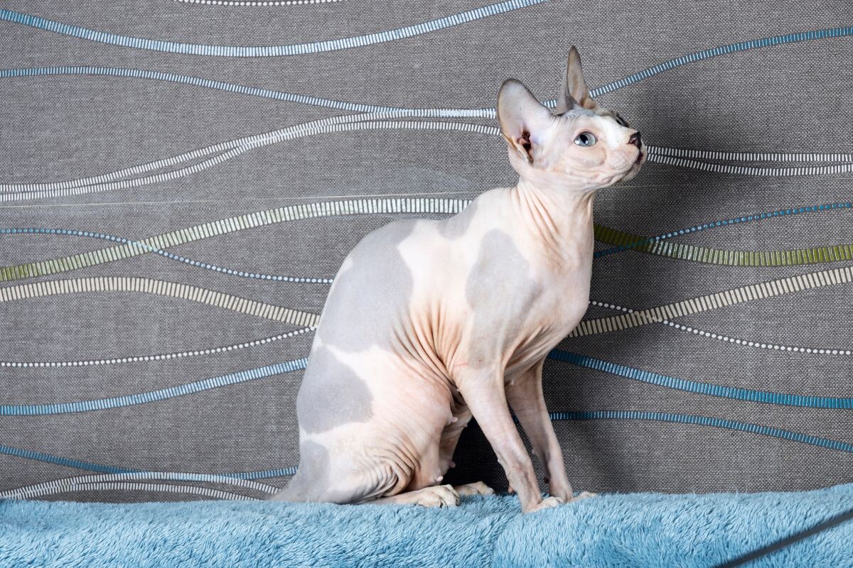 Канадский сфинкс