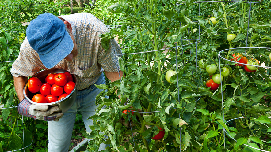 Смешиваю горчичный жмых с золой в пропорции 3:1. Томаты растут без подкормок