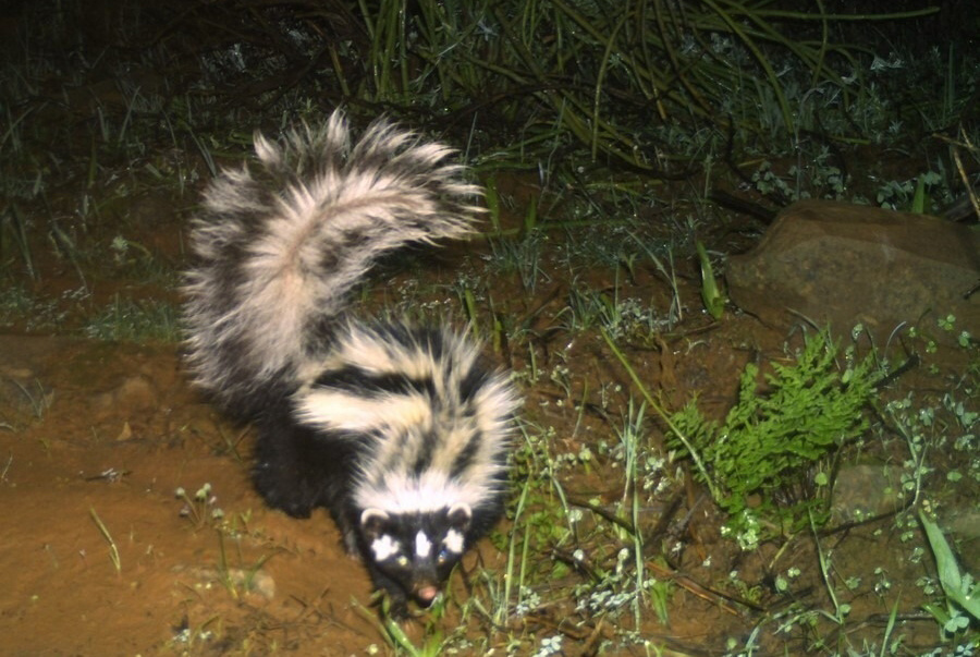 Зорилла: *выходит из норы*
Все, у кого есть обоняние: *заходят в свои*