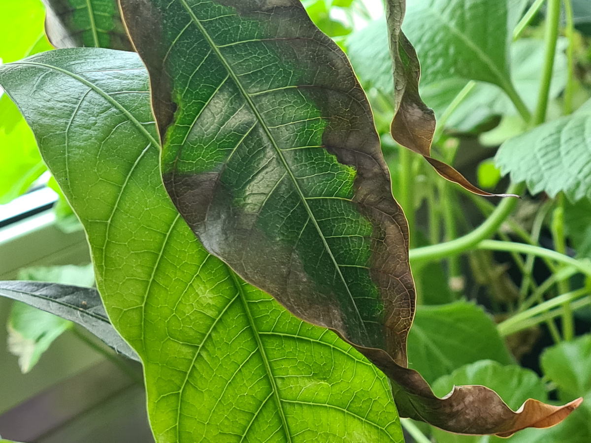 Вот такие листья могут появиться при неправильном цходе. Фото из личного архива.