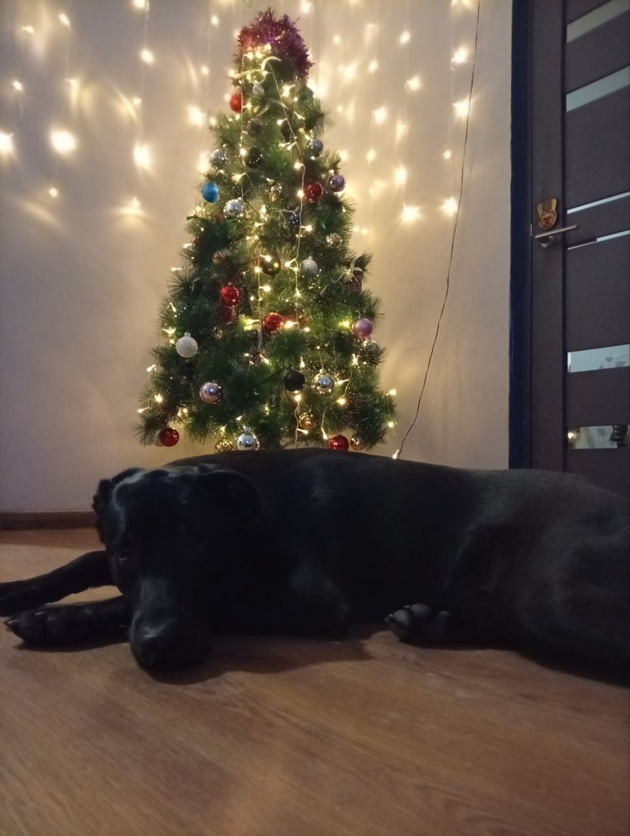 Сэм уже окончательно устав от всех праздников и просто спит у ёлочки. Фото из личного архива автора.