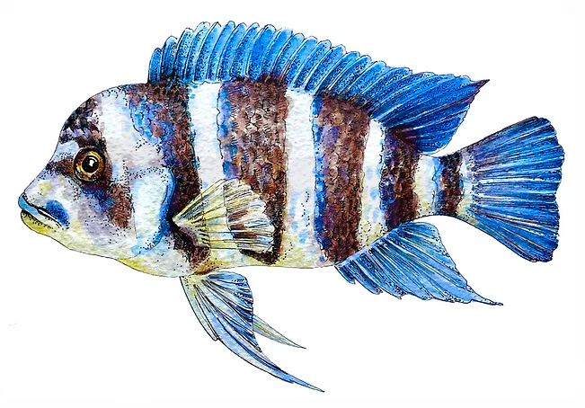 Cyphotilapia frontosa