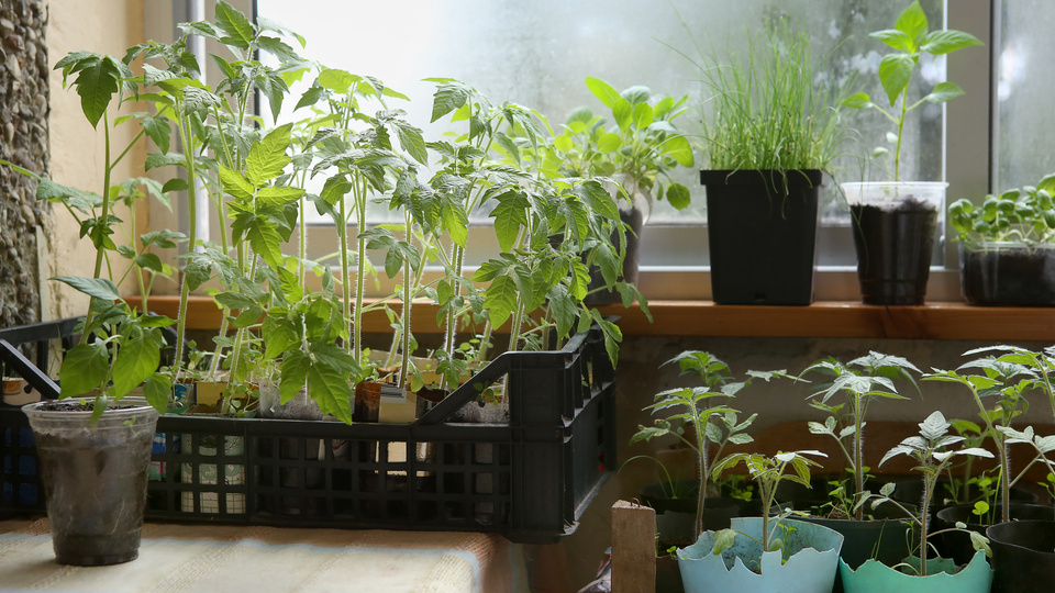 Наглядная разница в эффективности разных способов предпосевной обработки семян