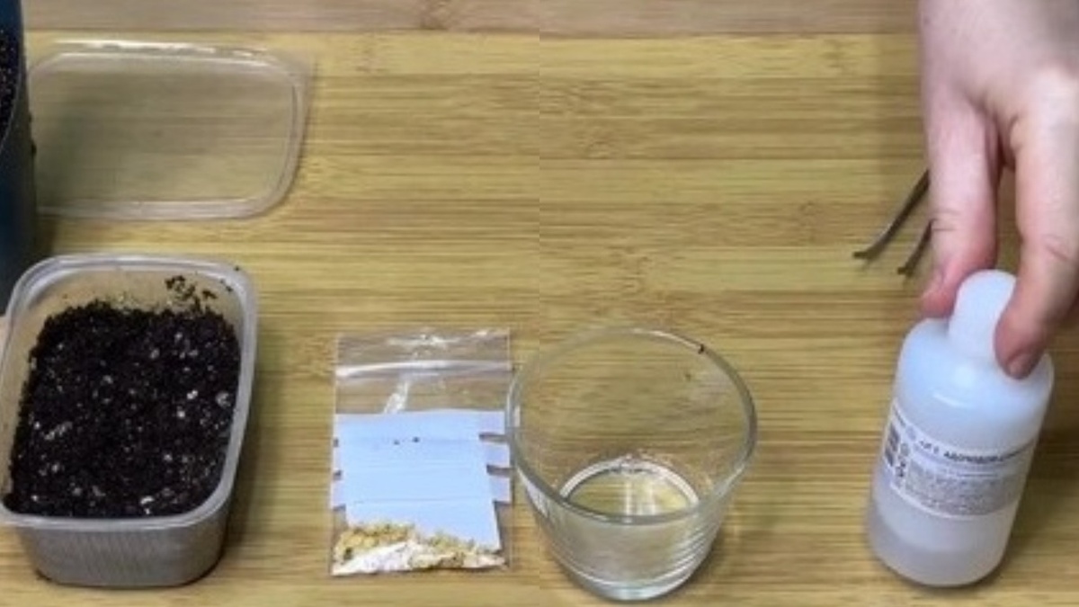 Правильная предпосевная обработка семян занимает всего несколько минут