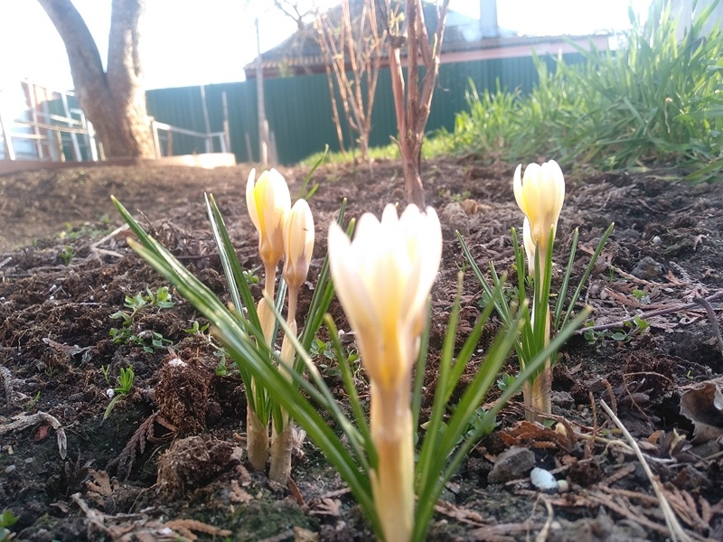 Крокусы. За ними жимолость