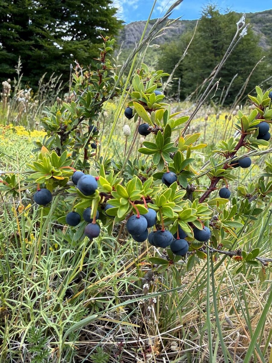    Юлия Барановская с детьми провела новогодние каникулы в Аргентине. Источник: t.me/ybaranovskaya_tv