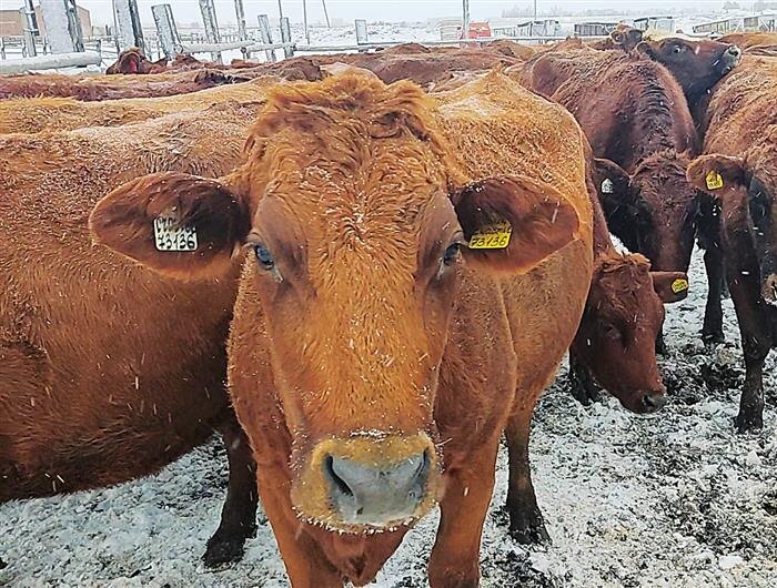    ФОТО: предоставлено АО "Велес"