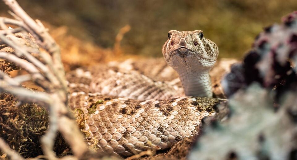    Silas Stein / www.globallookpress.com