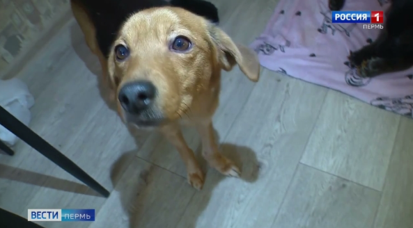 Источник: Вести-Пермь