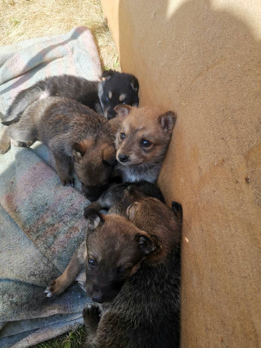 Вот просто взяли, сложили эти шерстяные комки в коробку и выкинули! 