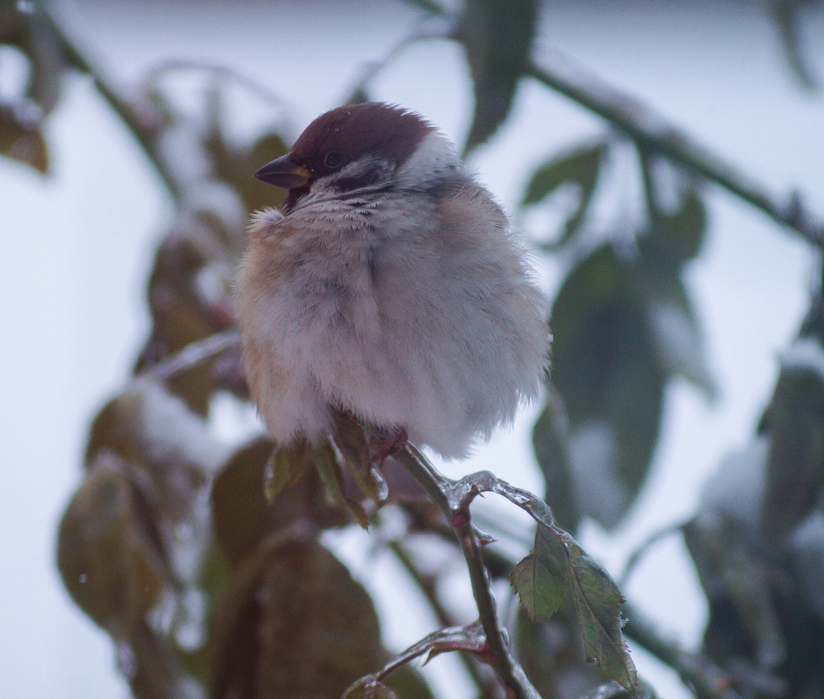 Домовой воробей