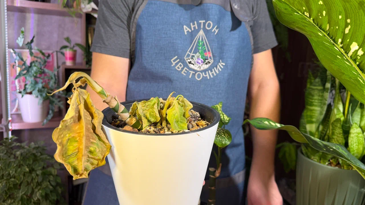 Вот все, что осталось от диффенбахии