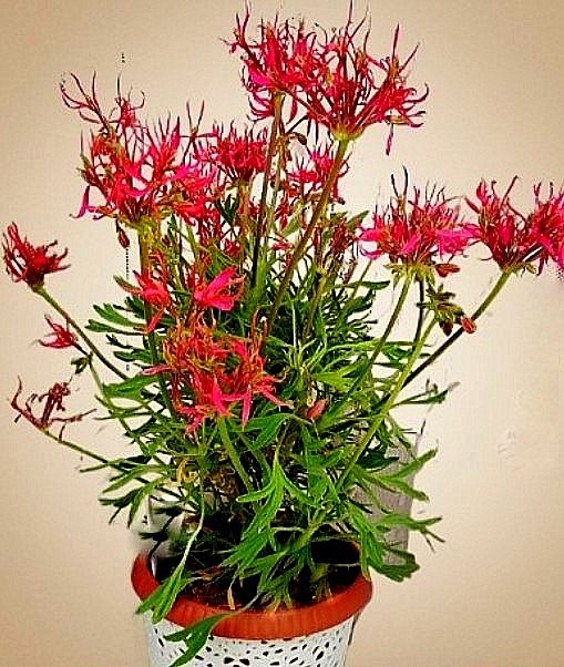 Вот она, рубинвая захватчица дней моих.