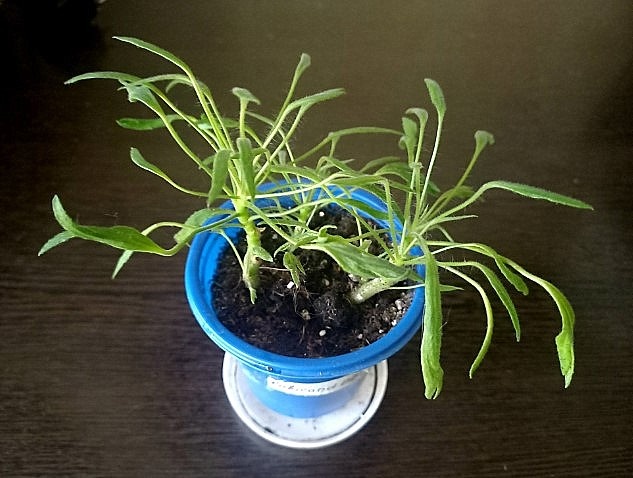 Пока  она такая вот малышкак, но с большими амбициями!