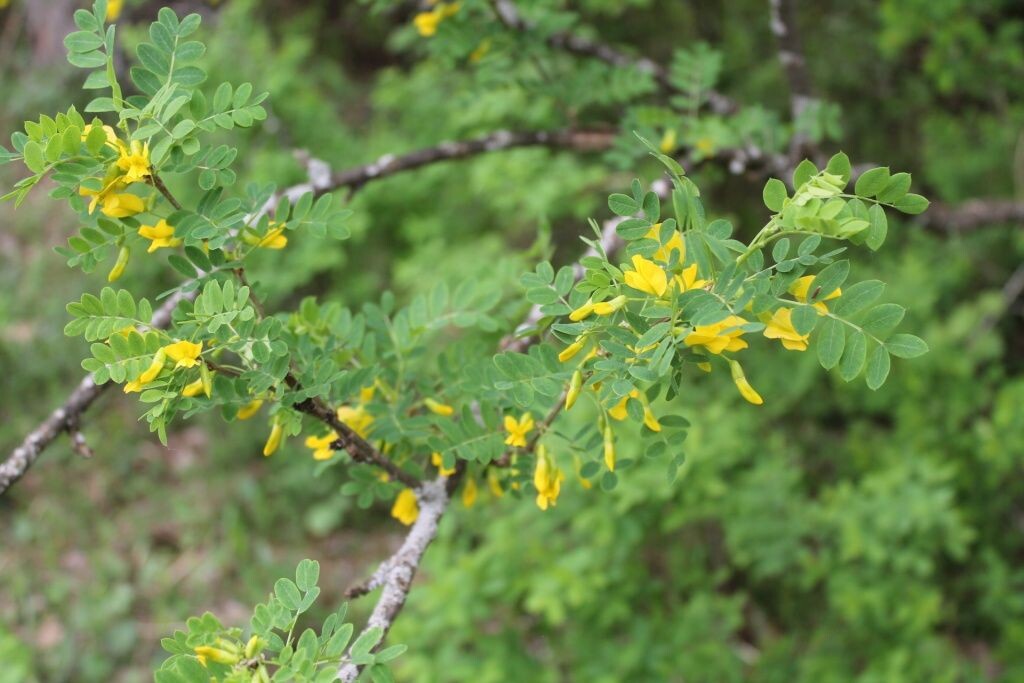  Карагана древовидная