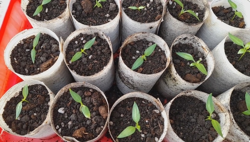 Январский посев: какие культуры стоит посеять на рассаду зимой. Фото автора