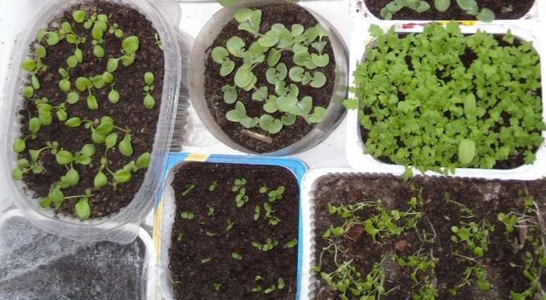 Цветы, которые стоит сеять уже сейчас. Январский посев: какие культуры стоит посеять на рассаду зимой