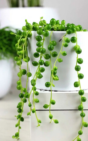 Ожерелье бус роули