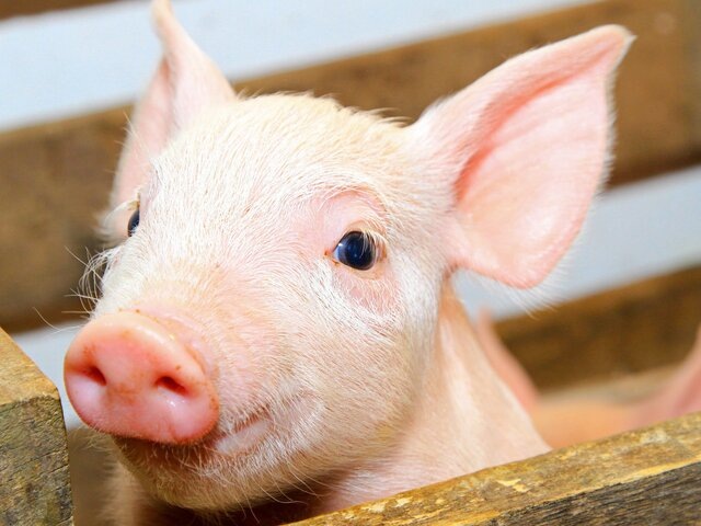    Фото: depositphotos/Baloncici