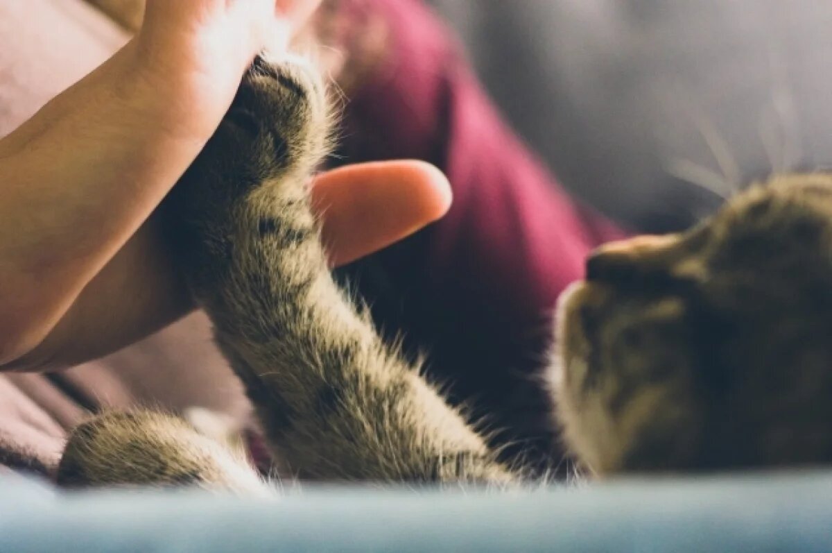    Саратовские ветеринары извлекли из желудка кота Васьки ёлочный дождик