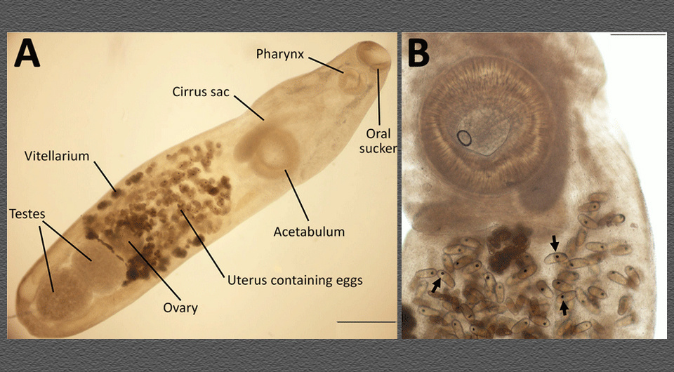    Thomas Weitzel et al. / Emerging Infectious Diseases, 2025