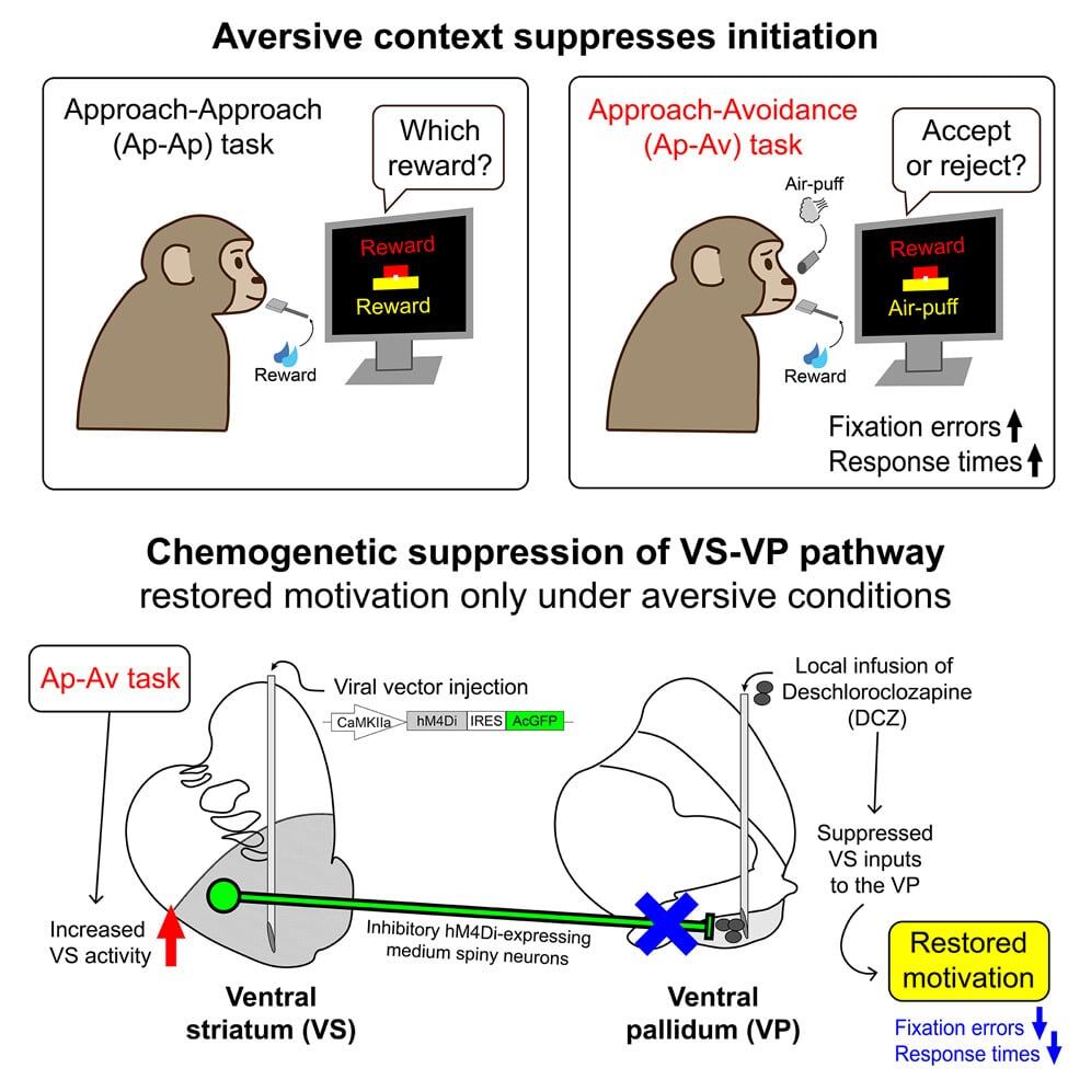    Графический абстракт статьи. Исследователи внедрили искусственные «переключатели» в определенные клетки мозга в вентральном стриатуме. Введя препарат (DCZ) в связанную с ним область мозга, вентральный паллидум, они смогли заблокировать передачу сигналов по этому пути, что позволило им проверить его роль в мотивации. / © ASHBi/Kyoto University