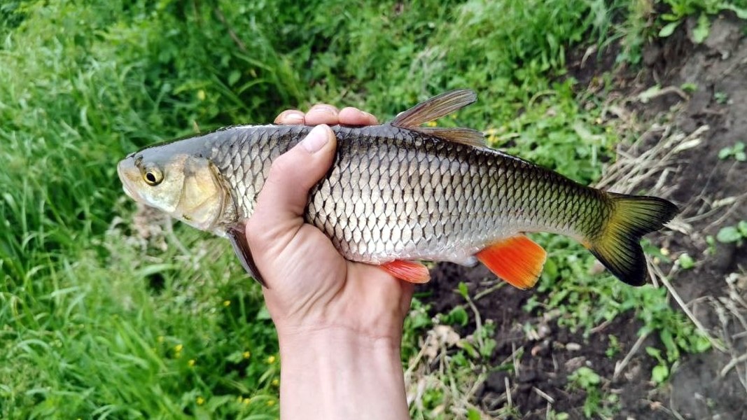 равила рыболовства в Липецкой области на 2026 год