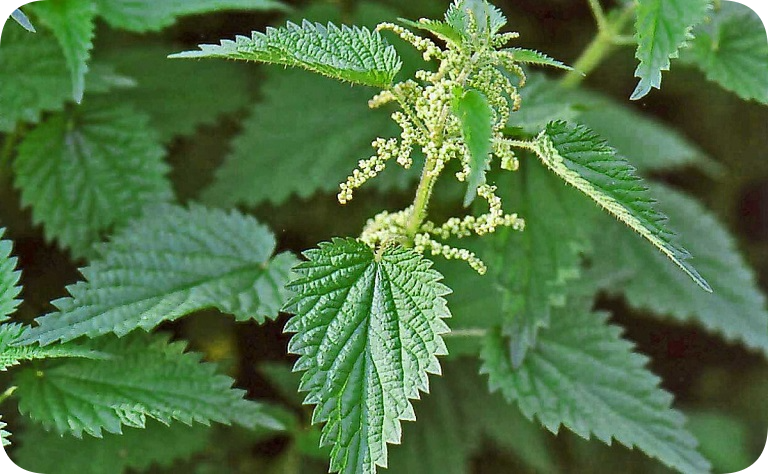 КРАПИВА В БАНЕ