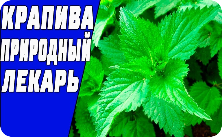 КРАПИВА В БАНЕ ПРИМЕНЕНИЕ