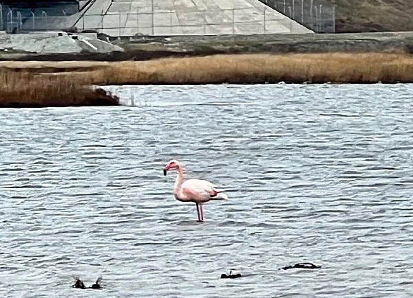    Фото: t.me/shtab_delfin