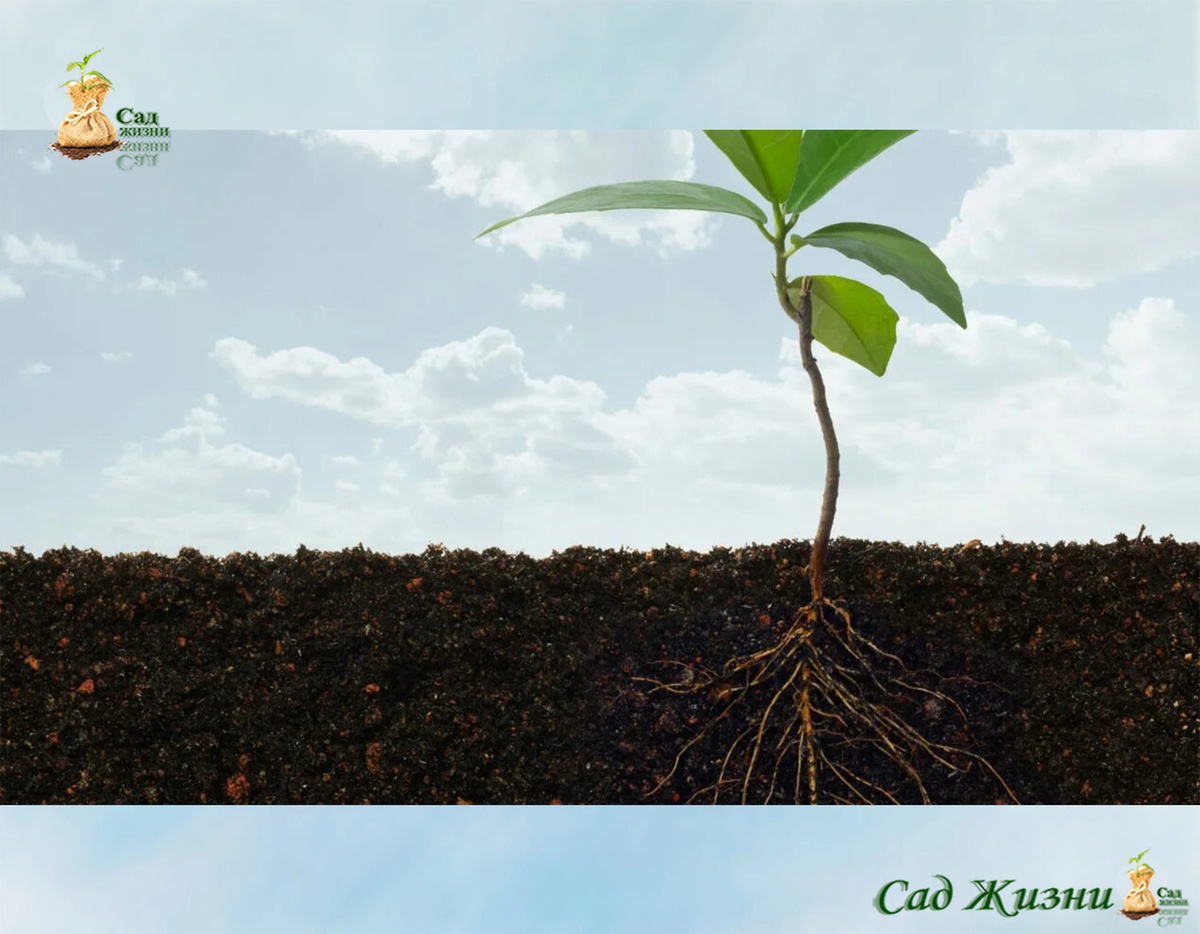 Почва — не склад, а живая система