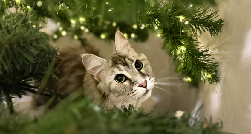    Автор фото — Анастасия Козлова