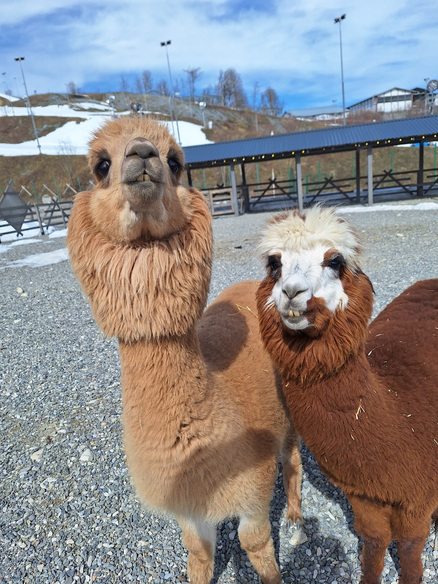 Парк альпак в Сочи