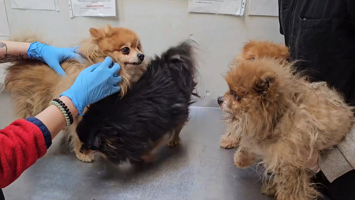    Фото: vk.com/omskhvostik