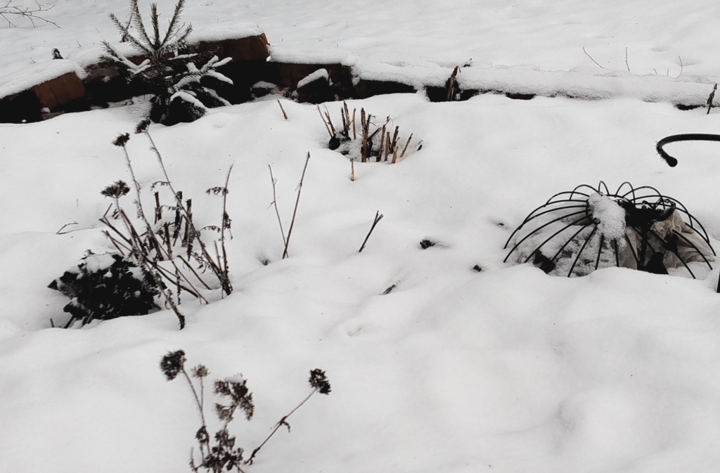  Цветник зимой