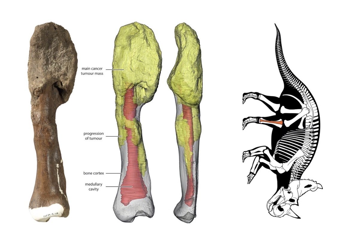 Злокачественная опухоль в эпоху динозавров 