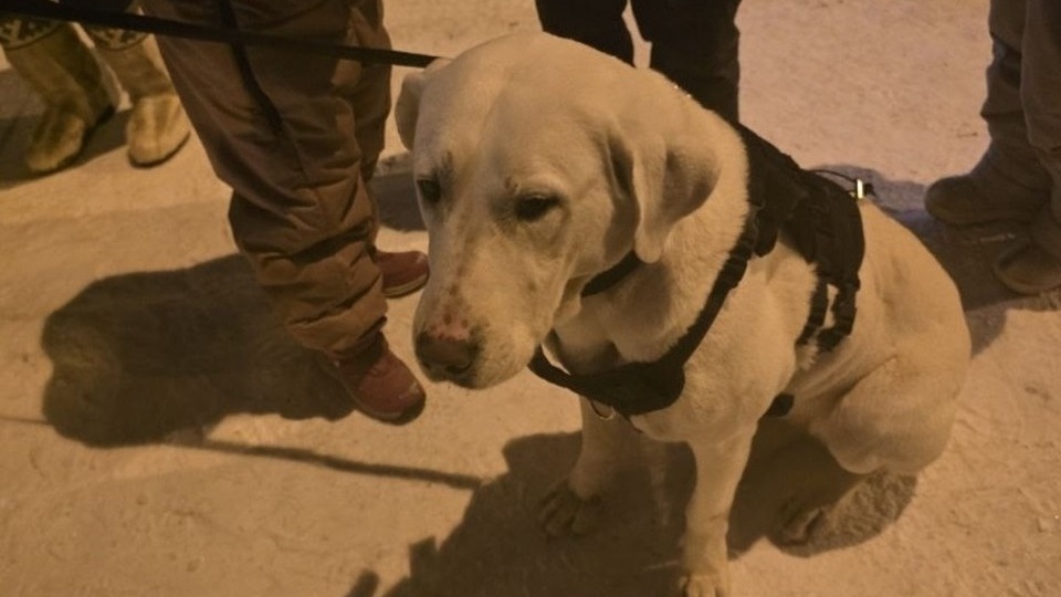 Собака с голливудской внешностью блуждает по Иркутску: волонтеры ищут хозяев Умы Турман