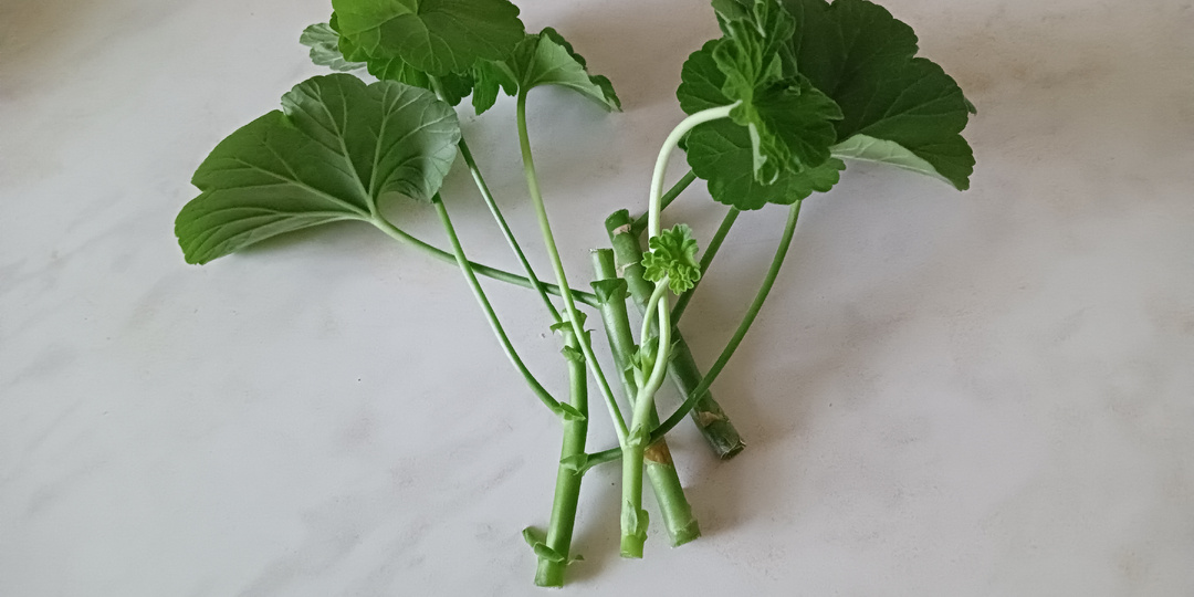 Укоренение черенков Пеларгонии Герани