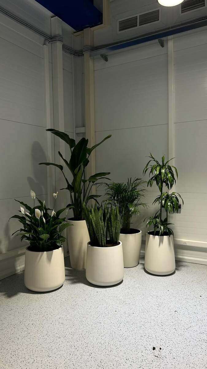 Расстановка пересаженных растений Naturewalls