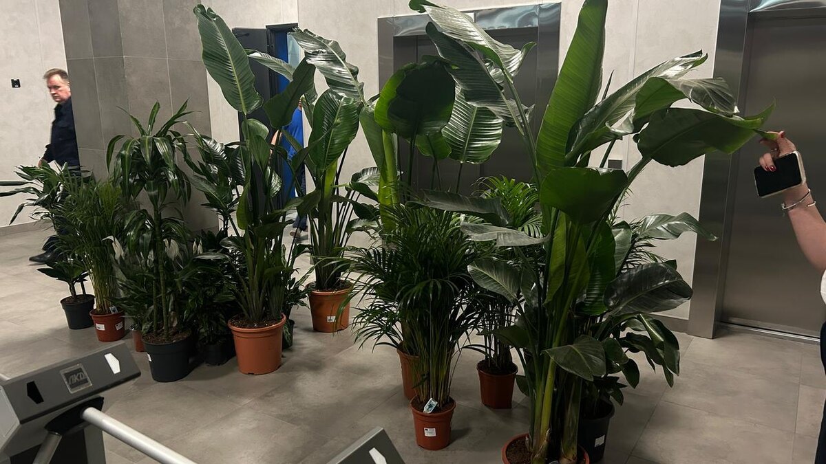 Подготовка к пересадке растений на объекте NatureWalls