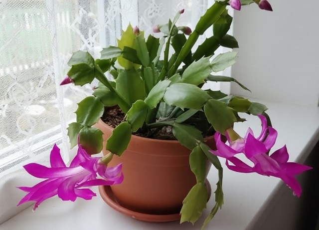 Малиновый цветок-огонек. Фото из личного архива. 