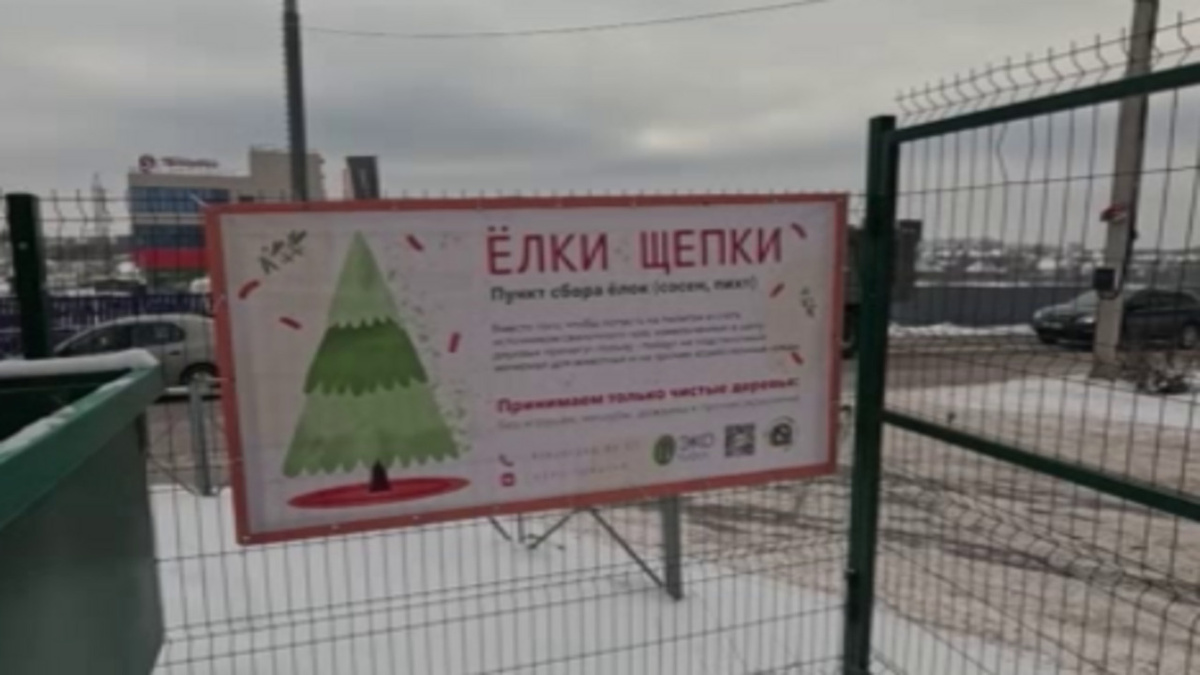    Курские волонтеры принимают ёлки на специальных площадках