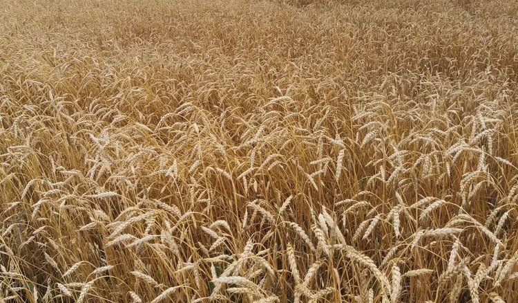    Фото: Медведева Анна, AgroXXI.ru