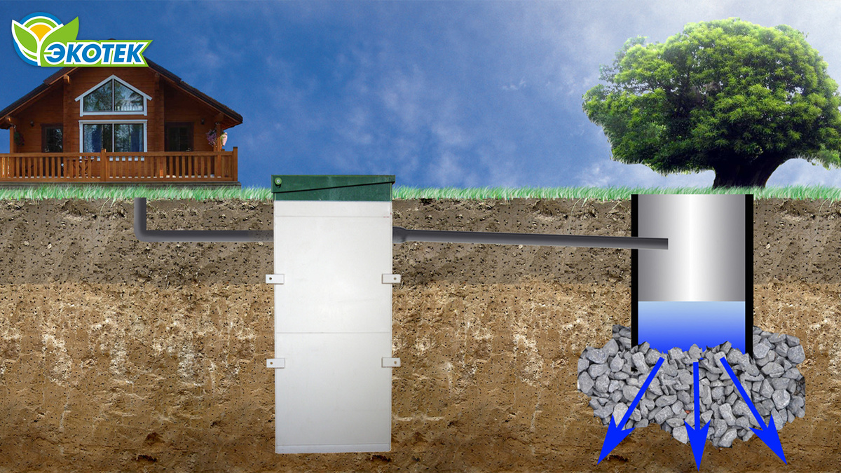 Чистить выгребную яму помогут деревья. Экотек