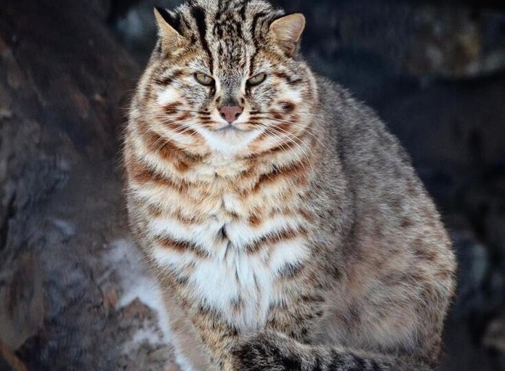 Амурский лесной кот