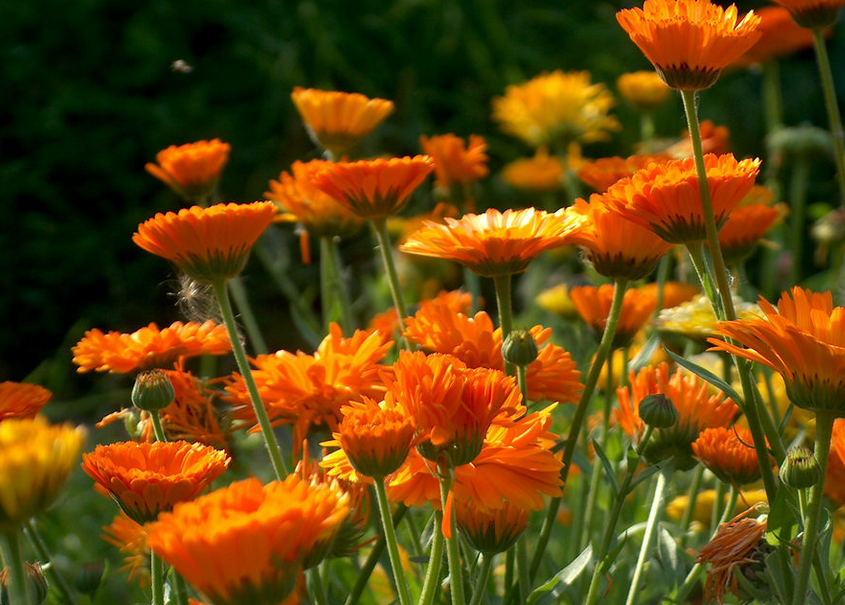 Календула. Фото из открытых источников