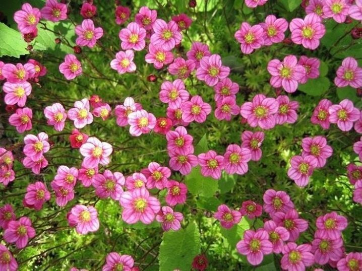 Камнеломка. Фото из открытых источников