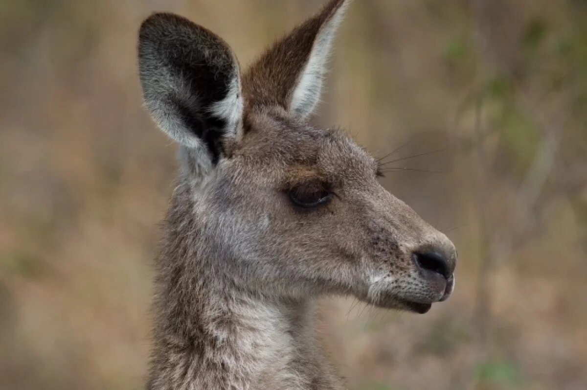    ASN: в Австралии бизнес-джет столкнулся с кенгуру при посадке