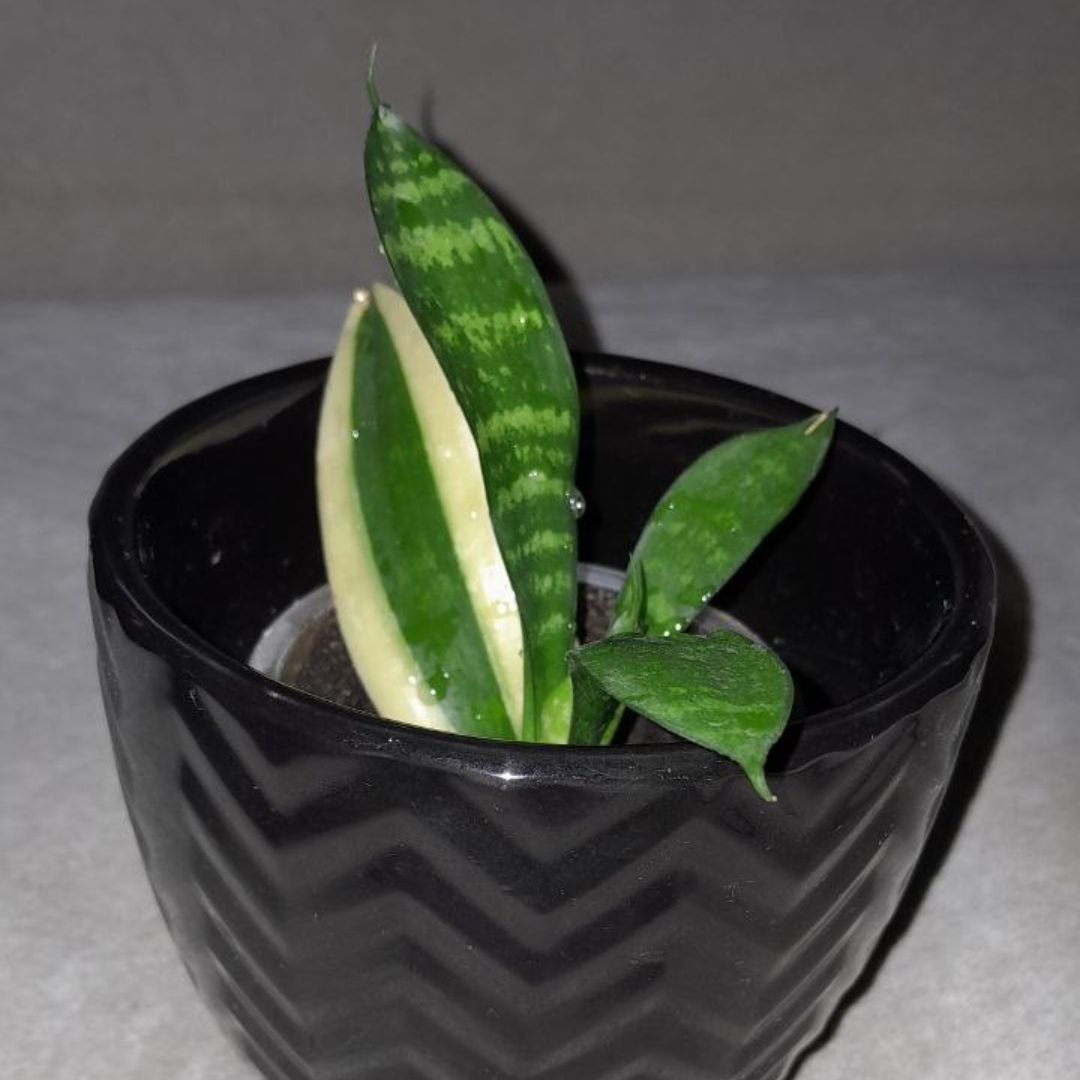 Сансевиерия Футура Супперба